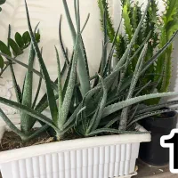 گلهای آپارتمانی