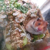 همستر بهترین رنگ ۳۰ دونه|موش و خرگوش|مشهد, بهاران|دیوار