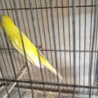 قناری رسمی بلند ماده