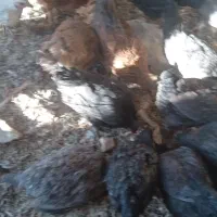 27عدد مرغ و2عدد غاز|حیوانات مزرعه|کوهرنگ, |دیوار