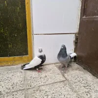 کبوتر مهلقی سبز تخت دم سفید اصفهانی