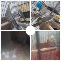 عروس هلندی مولد با تخم|پرنده|شهرکرد, |دیوار