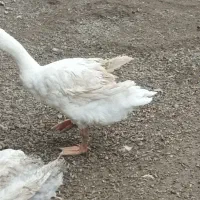 غاز قو|حیوانات مزرعه|بیله سوار, |دیوار