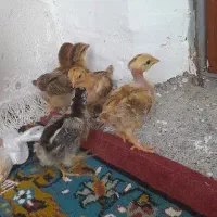 جوجه محلی