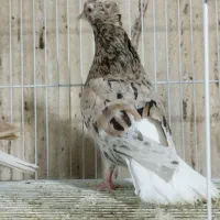 هفت‌رنگ دم سفید زاغ دم‌سفید|پرنده|مشهد, اقبال|دیوار