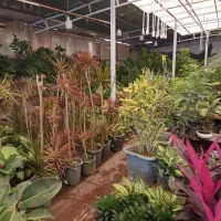 گل کاج|گل و گیاه طبیعی|قم, مهدیه|دیوار