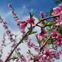 باغ ویلا گل مریم دستجرد