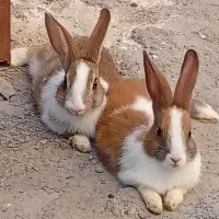 خرگوش خانگی|موش و خرگوش|بندرعباس, |دیوار