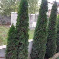 کاج تویا آمریکایی ۳ ونیم متری   و  ۳متری