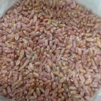 گندم اصلاح شده قیمت ۲۵هزارتومن