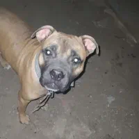 سگ پیتبول نر