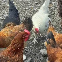 مرغ تخمگذار درجه یک|حیوانات مزرعه|چمستان, |دیوار