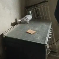 یک عدد کبوتر