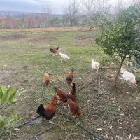 فروش مرغ و خروس و غاز