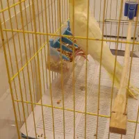 طوطی عروس|پرنده|رشت, بازار|دیوار