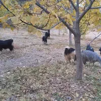 بز جوان داشتی