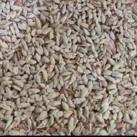 فروش بذر یا تخم نارنج