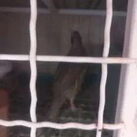 ک.ک بلدرچین|پرنده|شیراز, شهرک بهار|دیوار