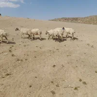 فروش میش
