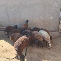 ۲۰عدد بره ماده|حیوانات مزرعه|شیرینسو, |دیوار