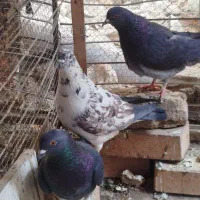 3عدد کبوتر ماده