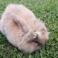 خرگوش لوپ دو ماهه