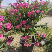 کاغذی بزرگ لوکس|گل و گیاه طبیعی|تهران, افسریه|دیوار