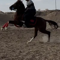 اسب نریان ۵ نشان