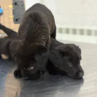 ژرمن بلک|سگ|قزوین, |دیوار