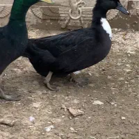 اردک روئن و کایوگا بیگ سایز و مسکویی طوسی دودی|حیوانات مزرعه|قائم‌شهر, |دیوار