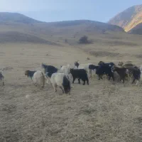 فروش گله بز با بزغاله|حیوانات مزرعه|سیلوانه, |دیوار