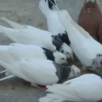 چند عددطوقی|پرنده|امیدیه, |دیوار