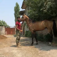 اسب کرد