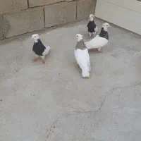 کفتر