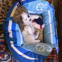 واگذاری اشپیتز|سگ|شیراز, دوکوهک|دیوار