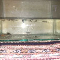 آکواریوم به همراه ماهی