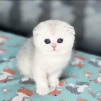 مجموعه گربه های اصیل و نژاد دار ( بازدید حضوری )