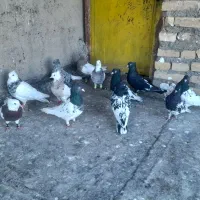 ۱۲ عدد کفتر شرط همه چی