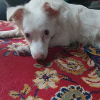 سگ اشپیتژ هندی چشم زرد