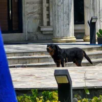 سگ روت از پدر مادر  اصیل|سگ|هشتگرد, هشتگرد قدیم|دیوار