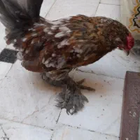 جوجه یوکسل جفت کوتوله برزیلی|پرنده|قم, کیوانفر|دیوار