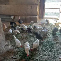 ۳۰ عدد جوجه با قلیون ۶ ماهه ۱۰ عدد مرغ خروس