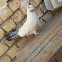 کبوتر پر بازی سفت کرده