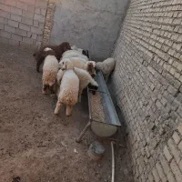 ۱۳ عدد بره ۱۰ تا نر و۳تا ماده|حیوانات مزرعه|سوسنگرد, |دیوار