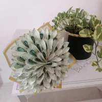 پول آرایی|گل و گیاه طبیعی|مشهد, مهدی آباد|دیوار