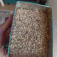 فروش عدس دیم