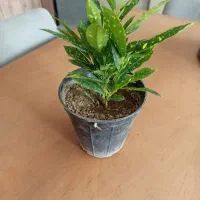 گیاه اپارتمانی کروتن قطره طلا