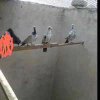 ۵عدد کفتر یجای|پرنده|اندیشه, اندیشه فاز ۱|دیوار