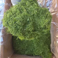 پخش عمده ادویه، گیاهان دارویی و روغن گیاهی|عمده‌فروشی|قم, قلعه کامکار|دیوار