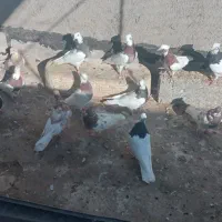 ۴۰ عدد کبوتر طوقی کاکلی|پرنده|عجب شیر, |دیوار